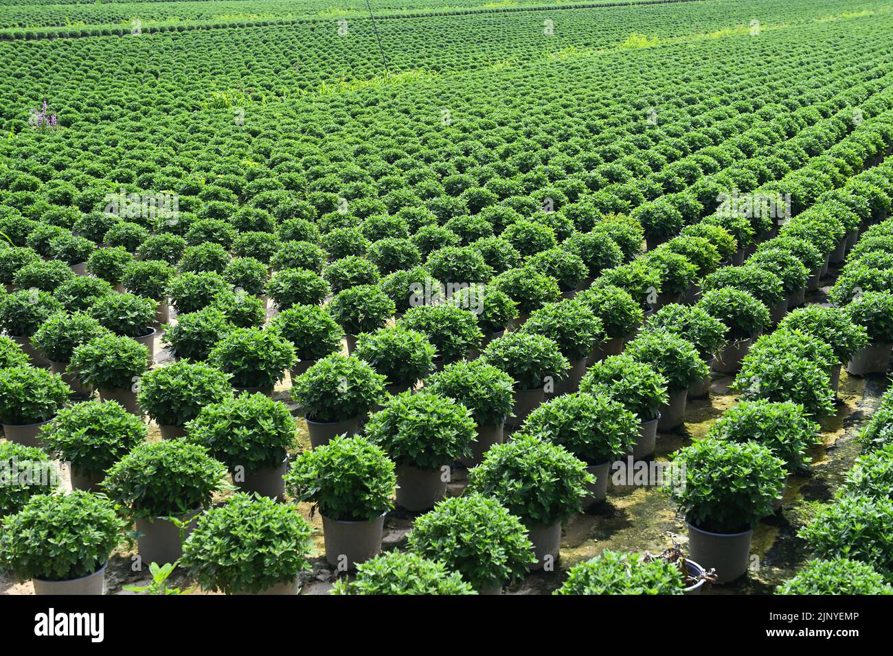 Se alinearon ollas con crisantemos de una empresa hortícola en Kirchwerder, Hamburgo, Alemania, Europa Foto de stock