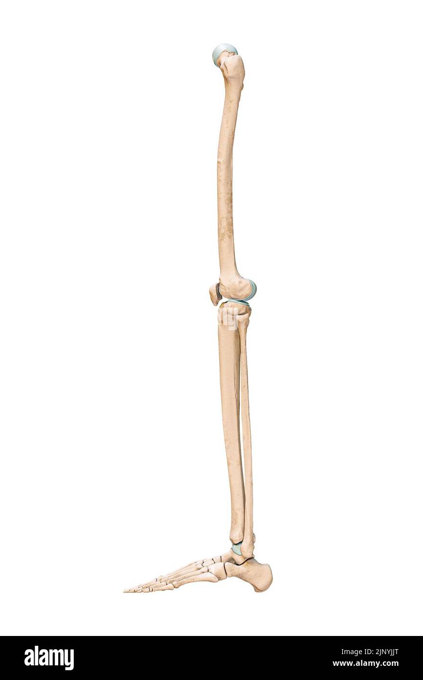 Vista lateral o de perfil precisa de los huesos de la pierna o de la parte inferior del sistema esquelético humano aislados sobre fondo blanco 3D ilustración de representación. UNA Foto de stock