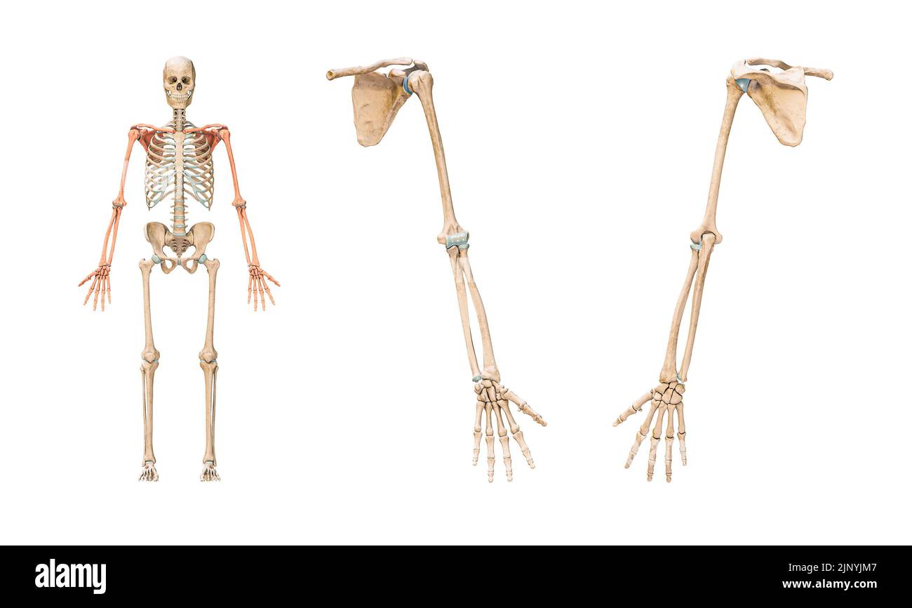 Huesos precisos del brazo o de la extremidad superior del sistema esquelético humano o esqueleto aislados sobre fondo blanco 3D ilustración de representación. Anterior y. Foto de stock