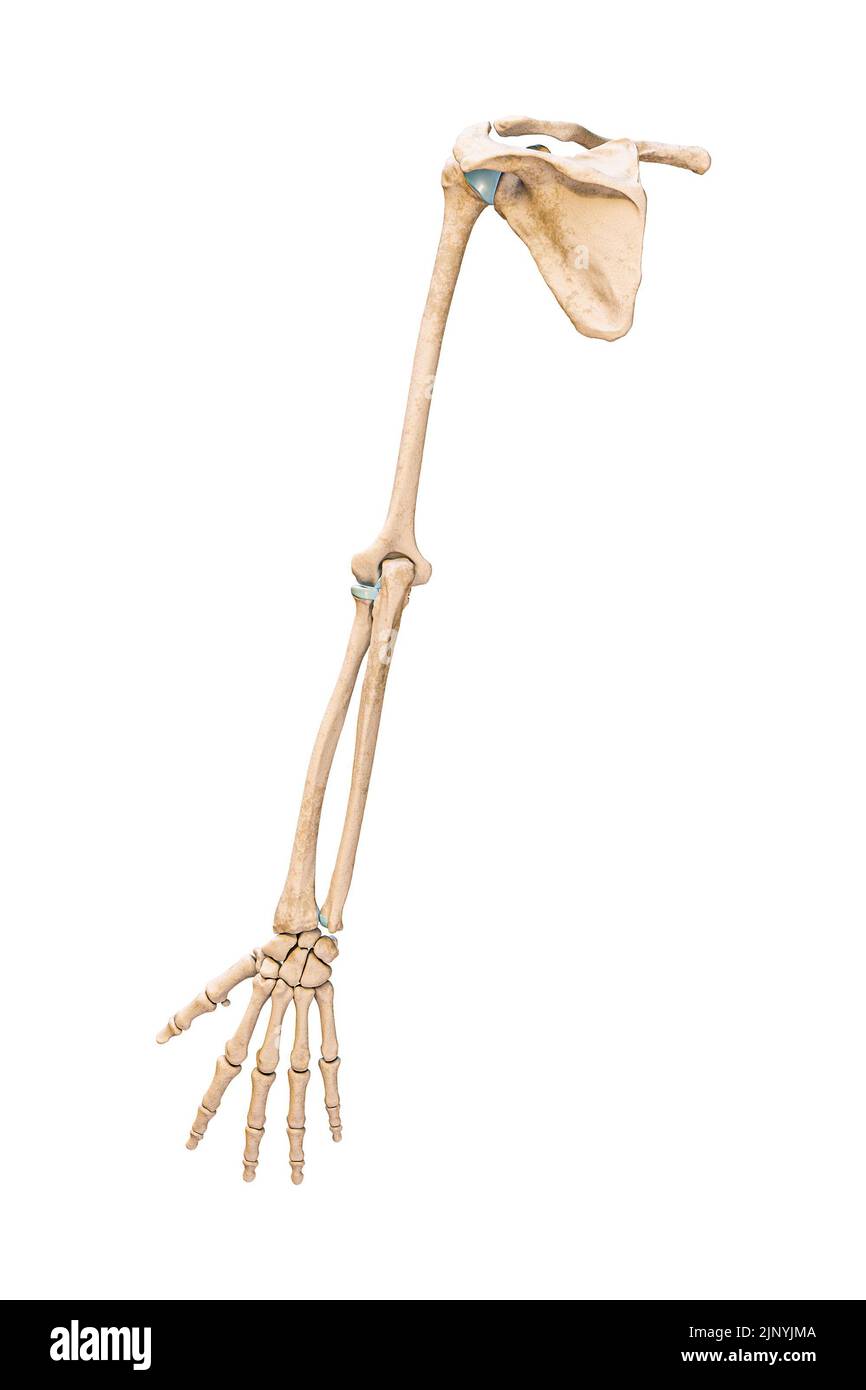 Vista posterior o posterior precisa de los huesos del brazo o de las extremidades superiores del sistema esquelético humano aislados sobre fondo blanco 3D ilustración de representación. Una Foto de stock
