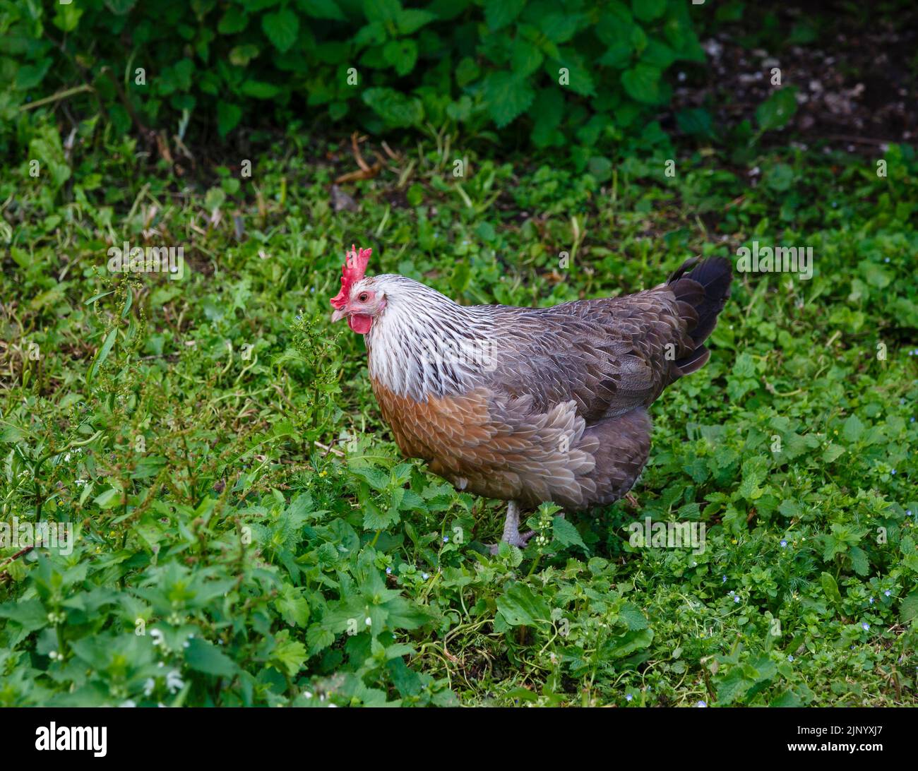 Un gallo de pollo de 5 toed Silver Grey Dorking, una raza rara mantenida en peligro de extinción que lleva el nombre de la ciudad de Dorking en Surrey, Inglaterra Foto de stock