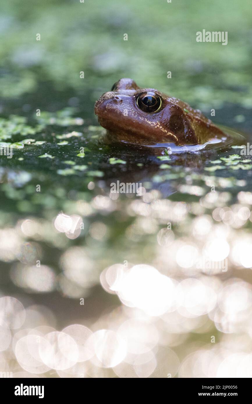 Rana común con luz del sol brillante en la superficie del estanque - Reino Unido Foto de stock