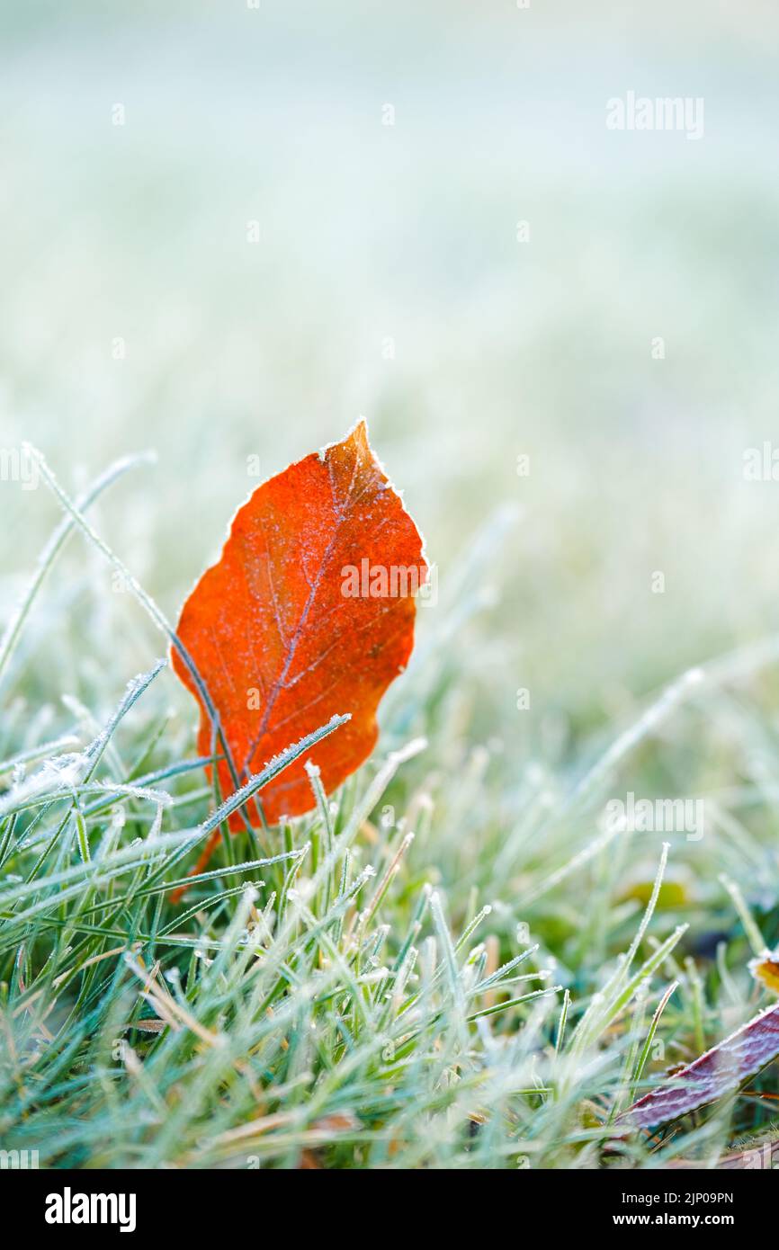 Hierba en blanco frost.Autumn brown arce hojas en la helada. Frosty Césped close-up.first heladas. Fondo natural helado. Finales de otoño. Foto de stock