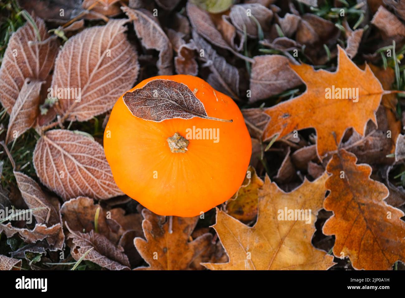 La calabaza en las hojas del otoño en el hoarfrost en las hojas marrones del otoño background.first heladas.La escarcha blanca en las hojas marrones. El tiempo del otoño Foto de stock