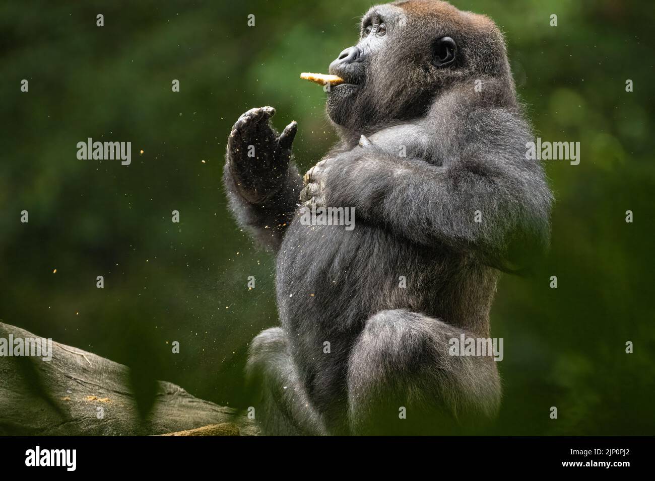 Gorila occidental de tierras bajas golpeando su pecho con comida en su boca en el Zoo Atlanta en Atlanta, Georgia. (ESTADOS UNIDOS) Foto de stock