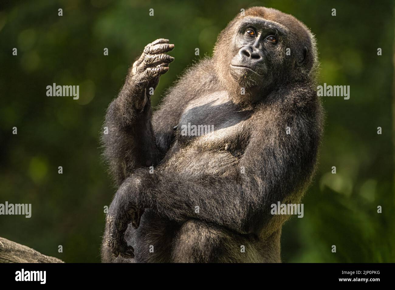 Gorila occidental de tierras bajas en el Zoo de Atlanta, Georgia. (ESTADOS UNIDOS) Foto de stock
