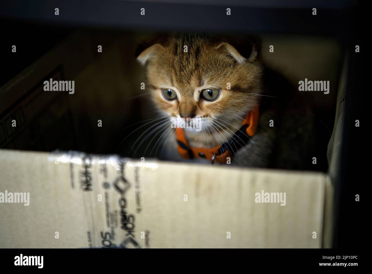Gatito Escocés Trayectado Jugar travieso y secretamente en la caja en la oscuridad Mirando hacia abajo, un gato lamentable se esconde en una caja de cartón, gato abandonado. Foto de stock