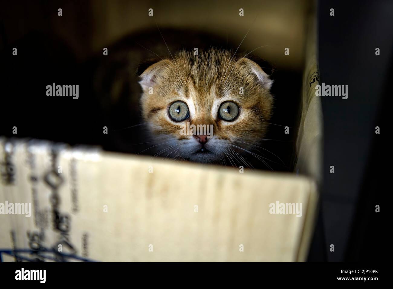 Gatito escocés de rayas jugando travieso y secretamente en la caja en la oscuridad y mirando, el pequeño gato escondido en una caja de cartón parecía lamentable. Foto de stock