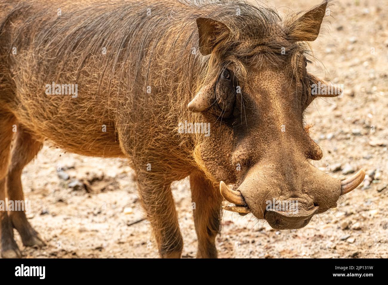 Warthog común (Phacochoerus africanus) de África en el Zoo Atlanta en Atlanta, Georgia. (ESTADOS UNIDOS) Foto de stock