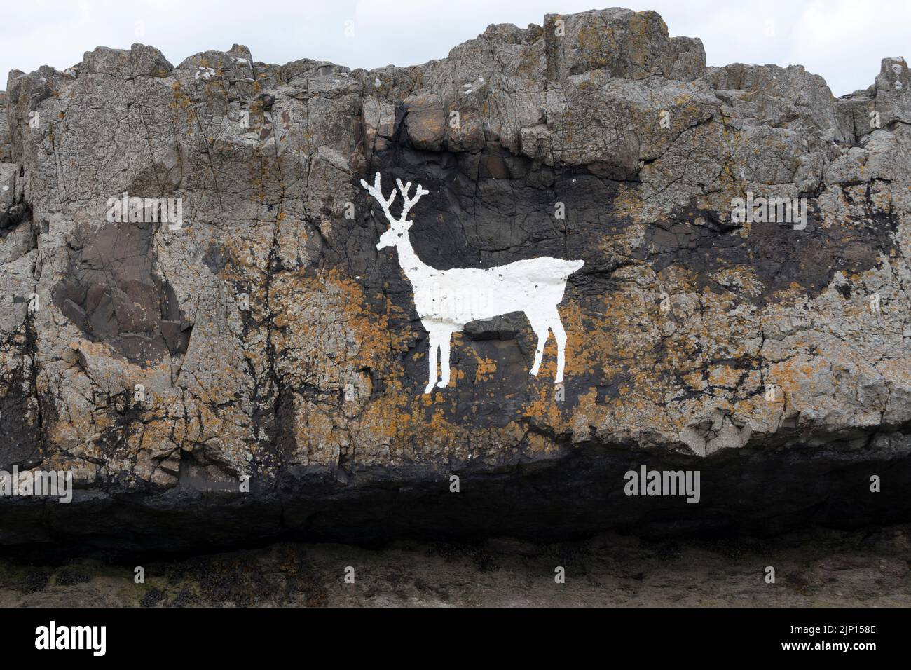 Stag blanco pintado en las rocas de Blackrocks Point (también conocido como Stag Rocks), Bamburgh, Northumberland, Reino Unido Foto de stock