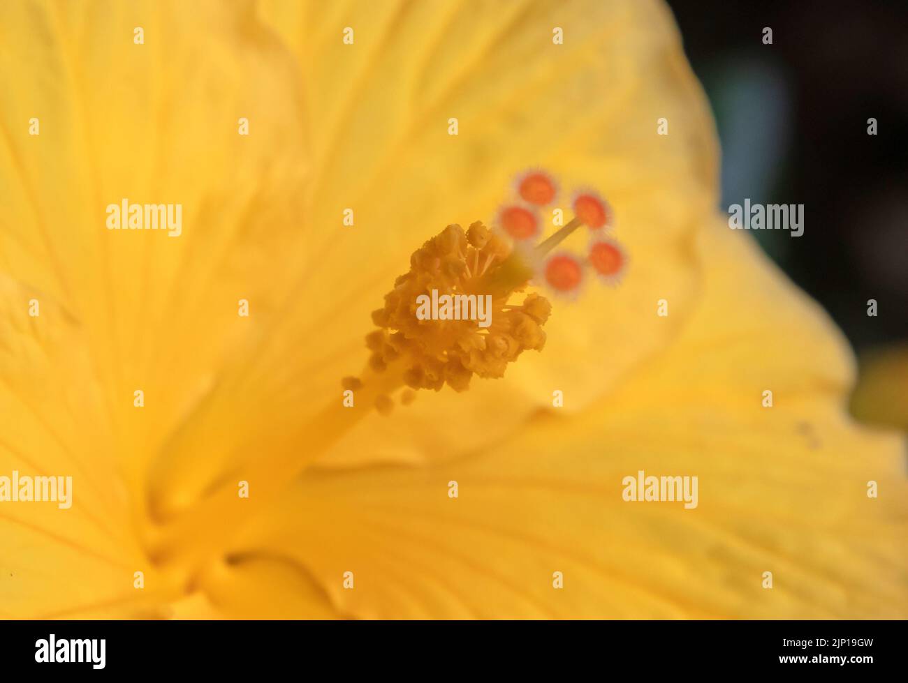 Primer plano de flor de hibisco, focalizado selectivo Foto de stock
