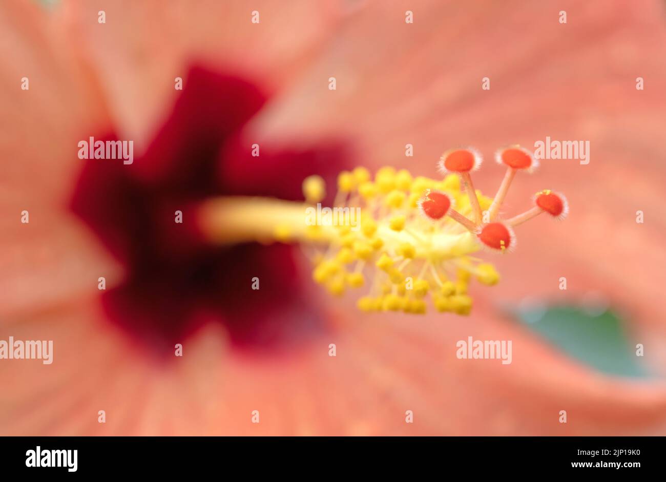 Primer plano de flor de hibisco, focalizado selectivo Foto de stock