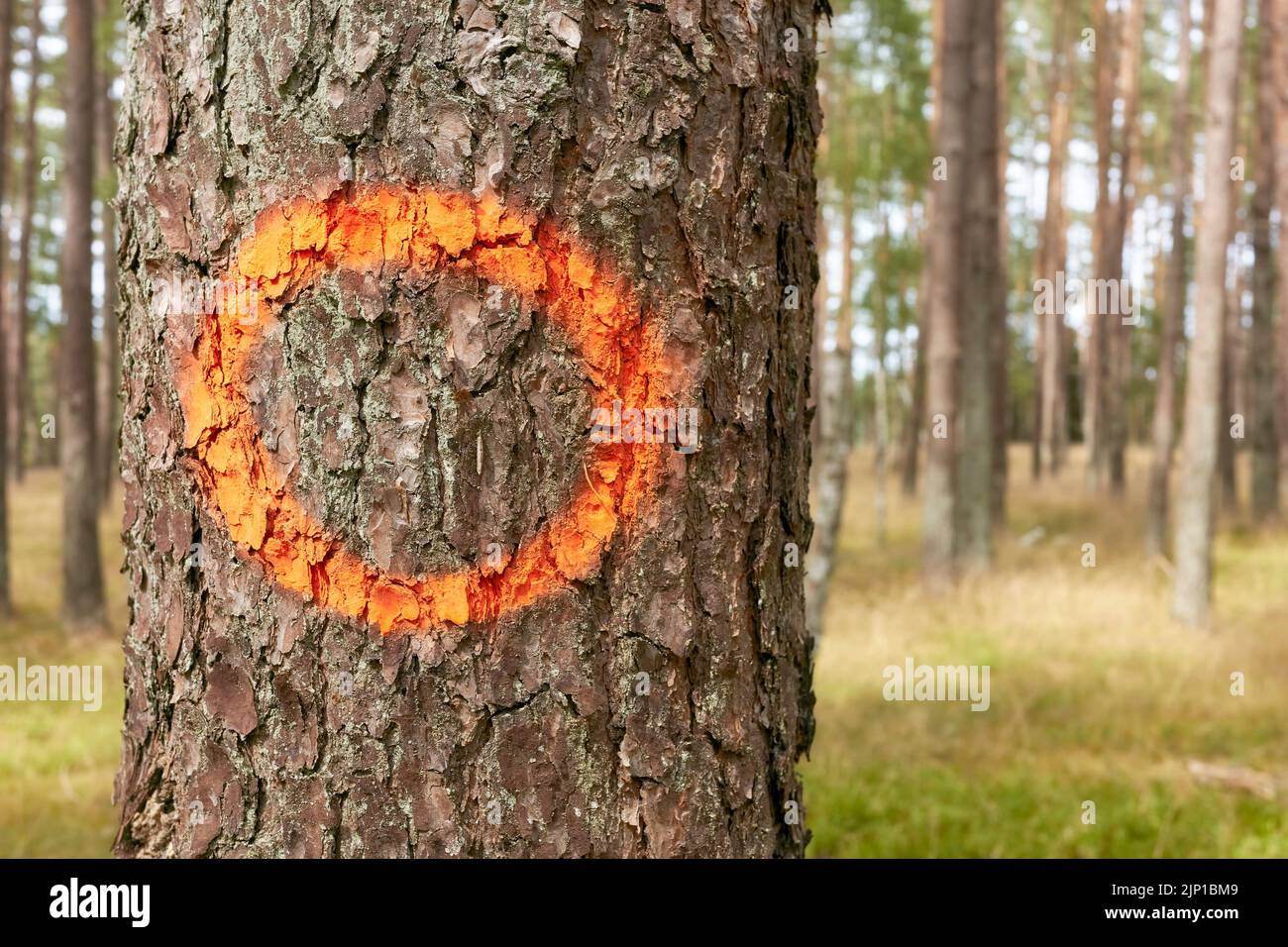 Círculo naranja pintado sobre un tronco de árbol, enfoque selectivo. Foto de stock