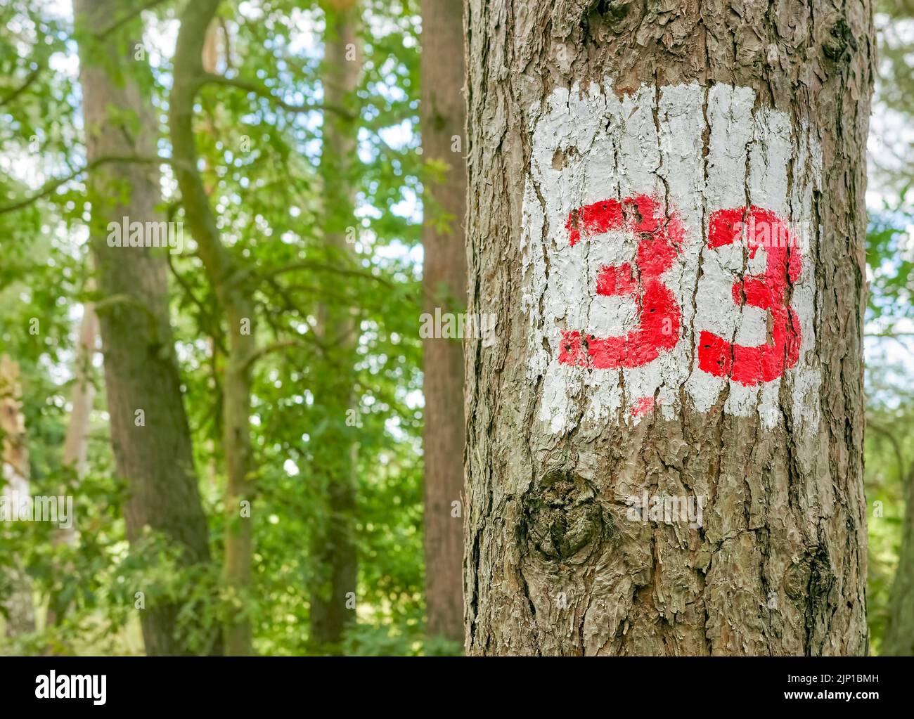 Número 33 pintado en un tronco de árbol, enfoque selectivo. Foto de stock