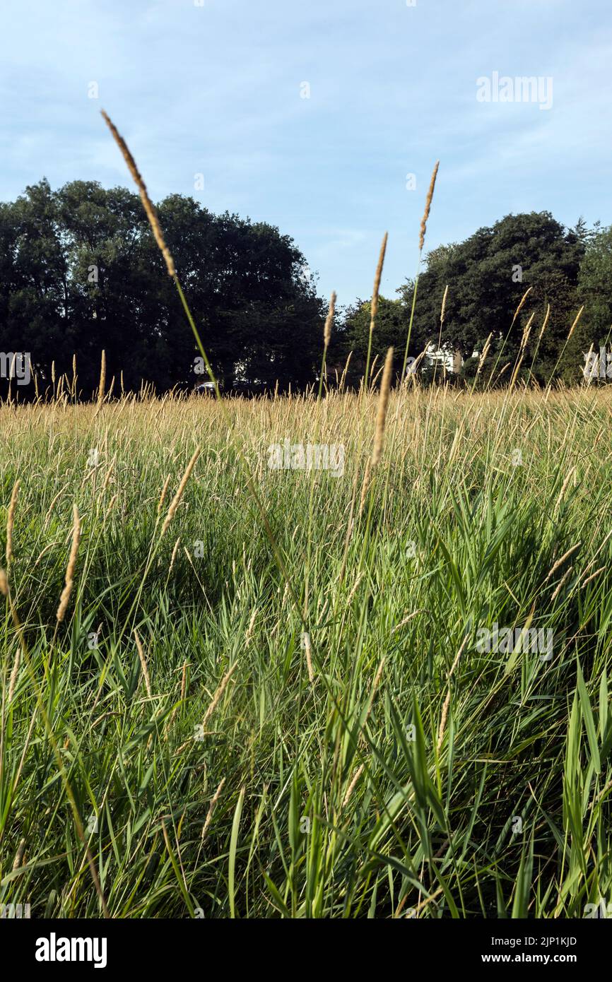 Welches Meadow en verano, Leamington Spa, Warwickshire, Reino Unido Foto de stock