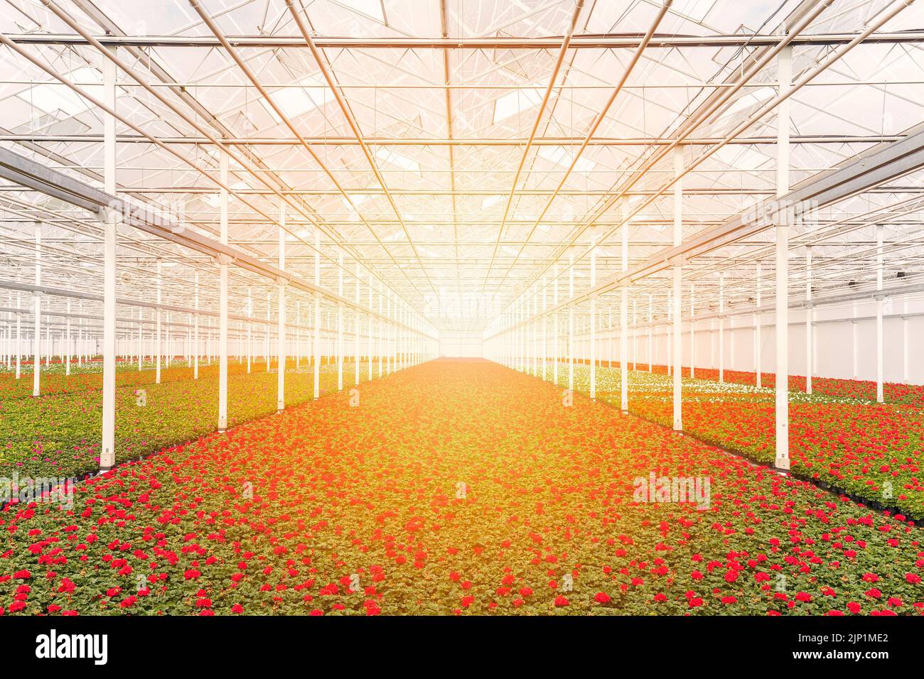 Amanecer sobre plantas de geranios rojos en flor en un invernadero holandés Foto de stock