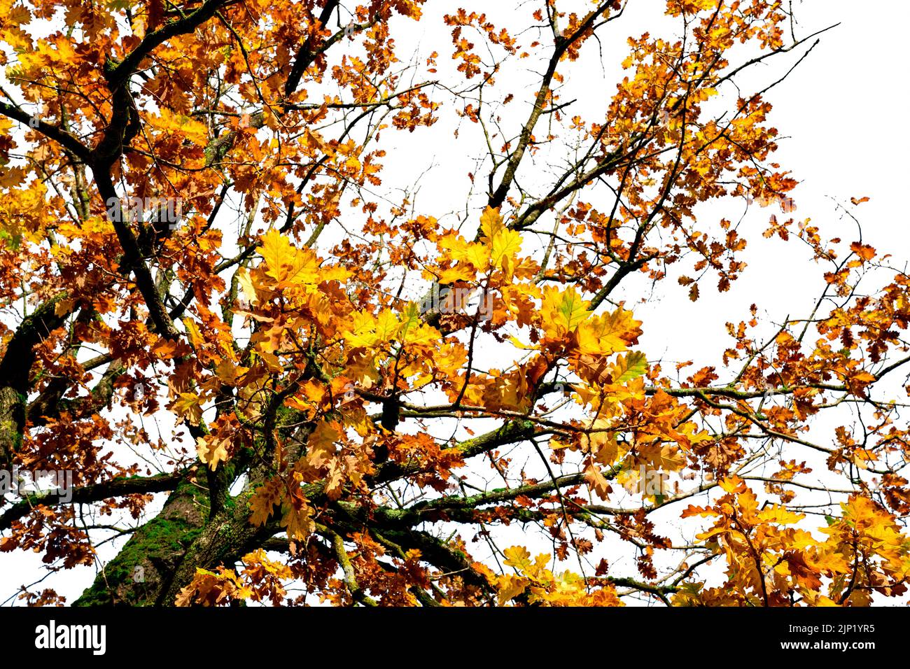 Vista en ángulo bajo del árbol de otoño con ramas y hojas amarillas y anaranjadas. Hermosas hojas de otoño. Temporada de otoño, octubre de fondo. Follaje naranja en fa Foto de stock