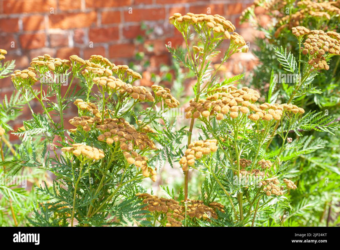 Tansy salvaje ( Tanacetum vulgare ) creciendo en un jardín de hierbas. Fauna Planta atractiva. Foto de stock