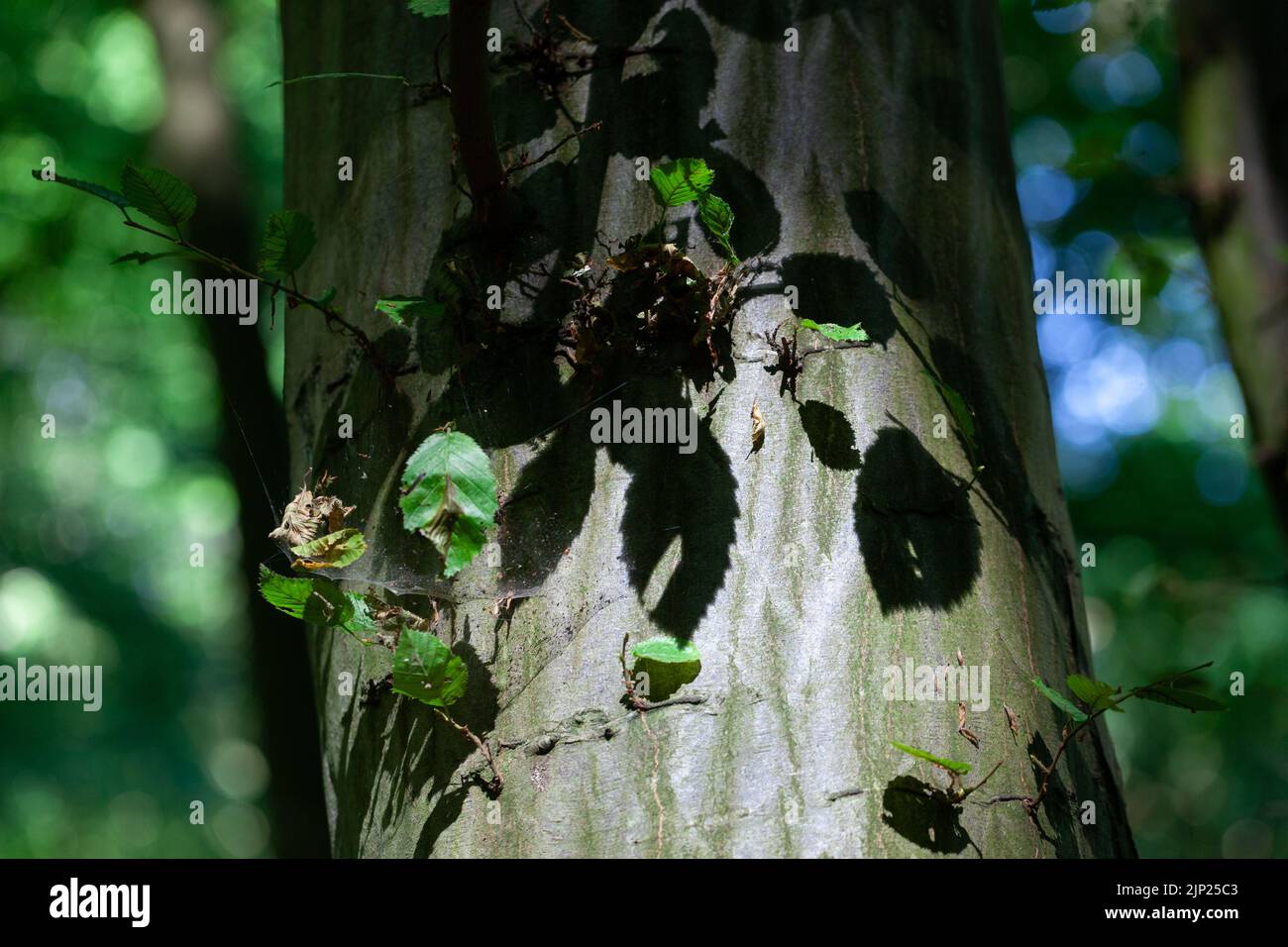 Las sombras de la hoja en un árbol en Hockley Woods, Essex, Reino Unido Foto de stock