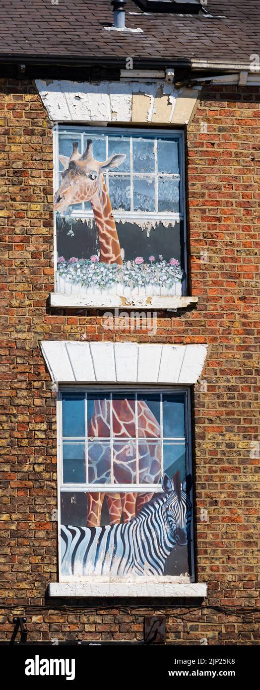 Ventanas pintadas que muestran jirafa y cebra sobre dos pisos. High Street, Knaresborough, North Yorkshire. Inglaterra Foto de stock