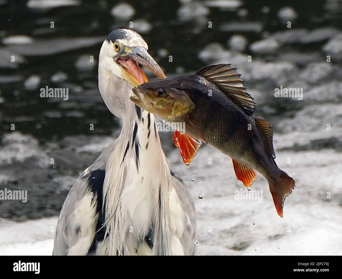 Un arenque con un pez de perca en su boca en el río Barrow, Carlow. Foto de stock