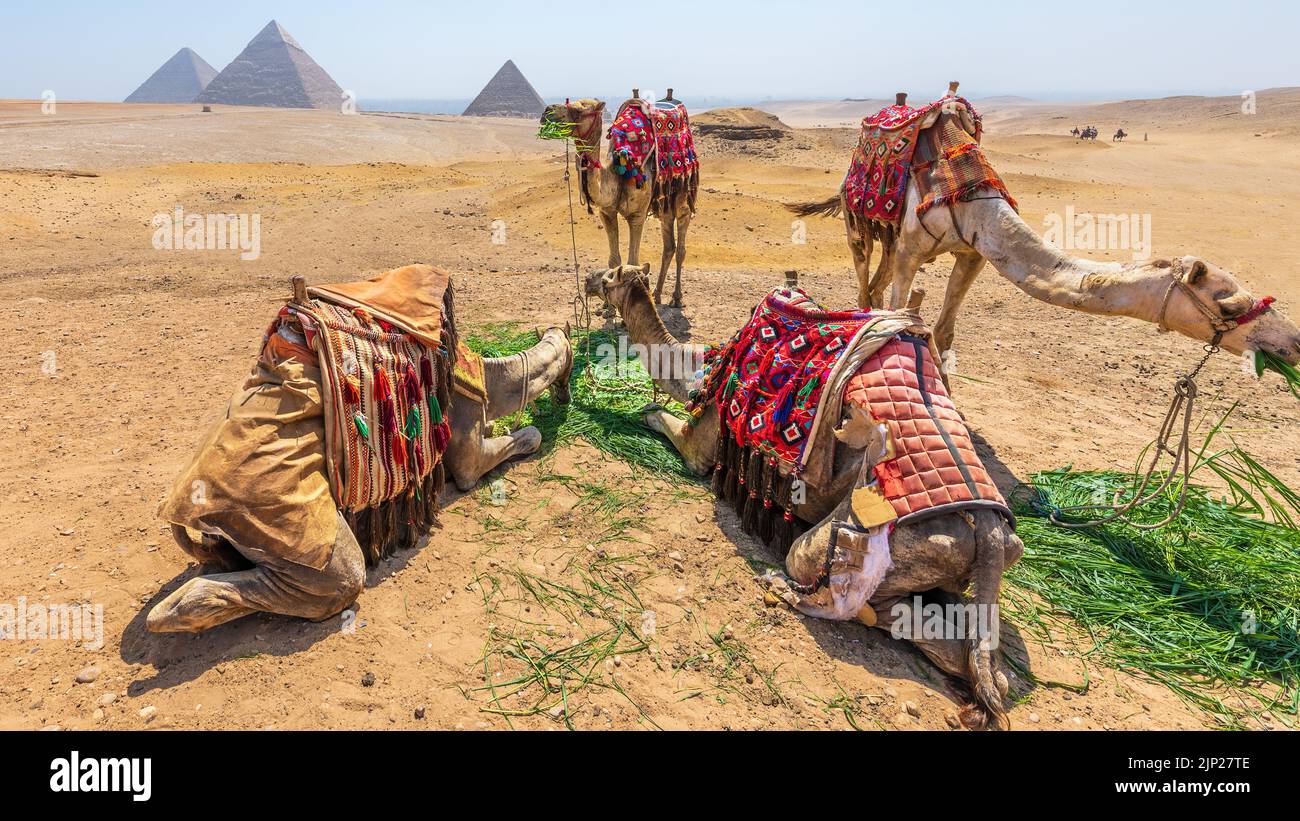 Camellos comiendo con una vista de las pirámides en Giza, Egipto Foto de stock