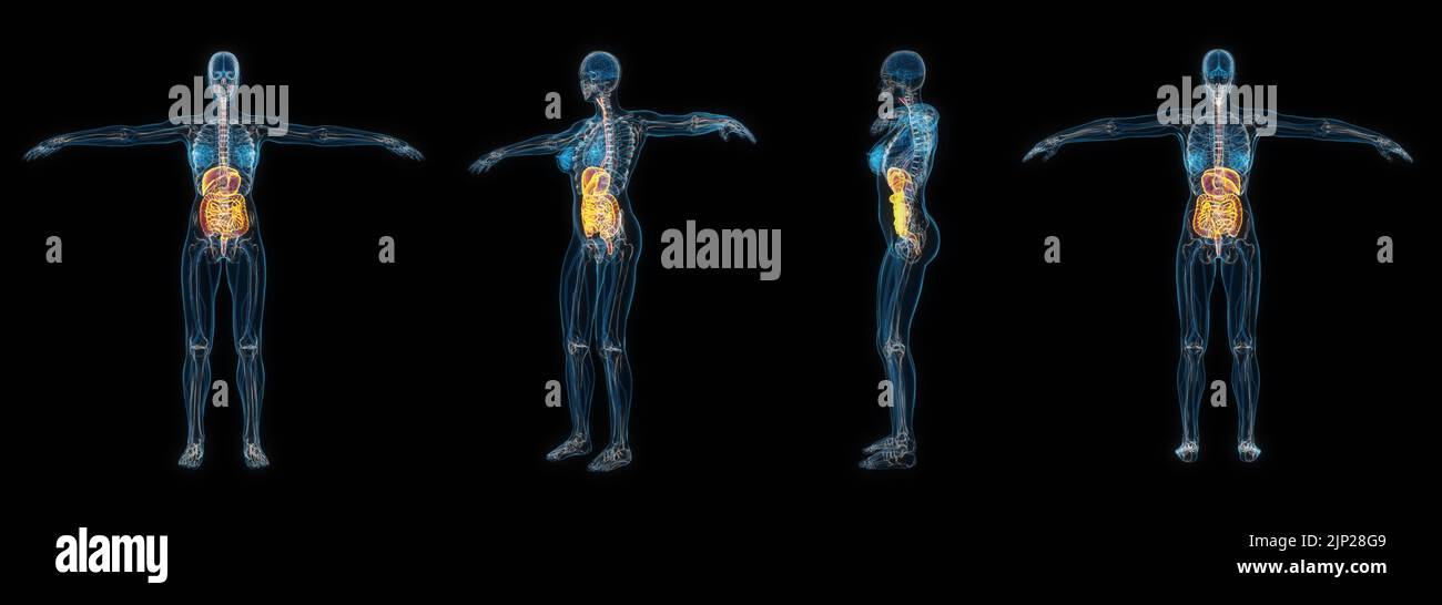 3d rendering conjunto de rayos x del sistema digestivo del cuerpo humano femenino aislados sobre fondo negro. Foto de stock