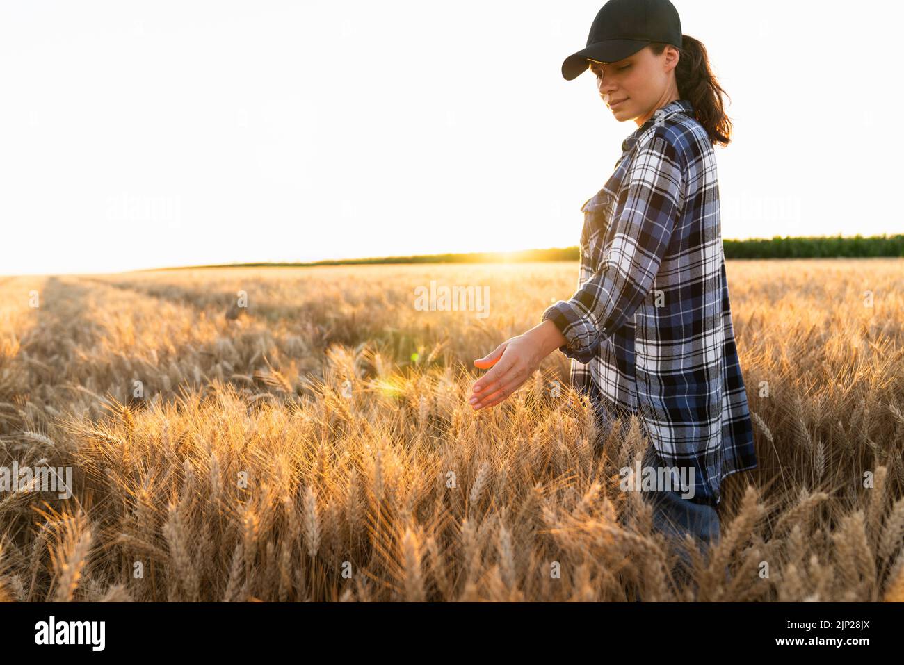 La agricultora toca las orejas de trigo en un campo agrícola Foto de stock