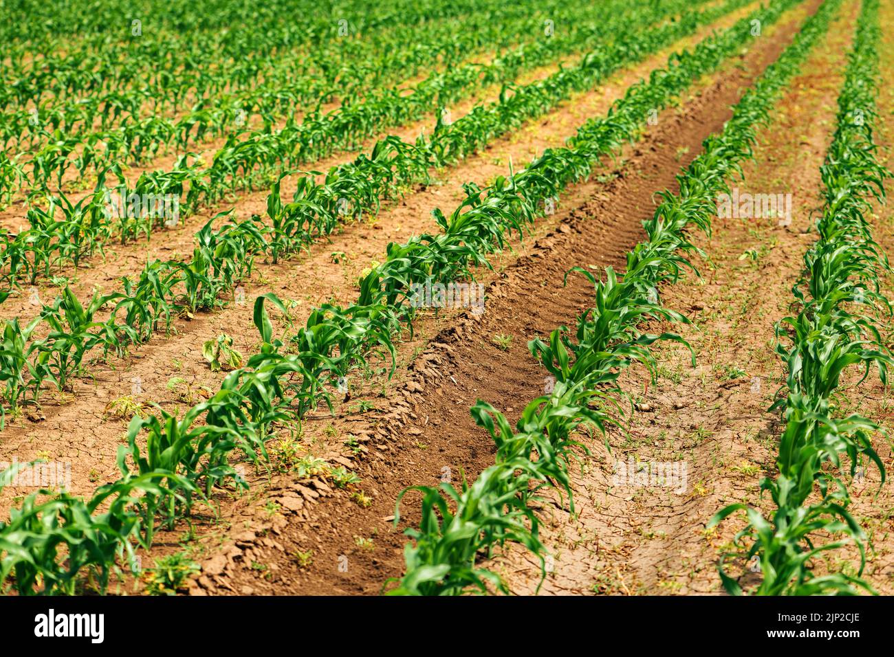 Plantación Zea mays, brotes de maíz en campo agrícola cultivado, enfoque selectivo Foto de stock