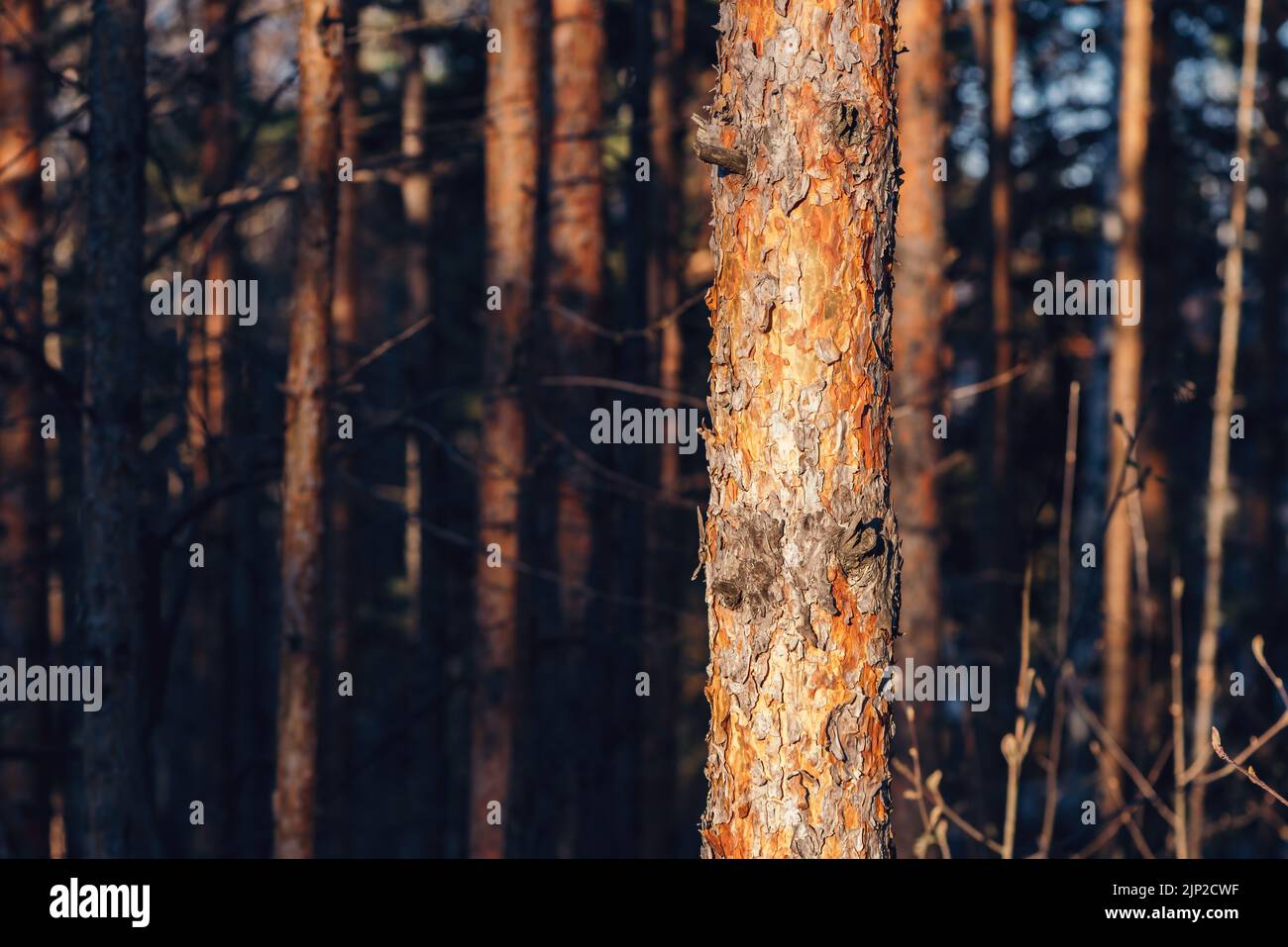 Tronco de pino y corteza en el bosque cerca de Divcibare, Maljen estación de montaña en Serbia Occidental, enfoque selectivo Foto de stock