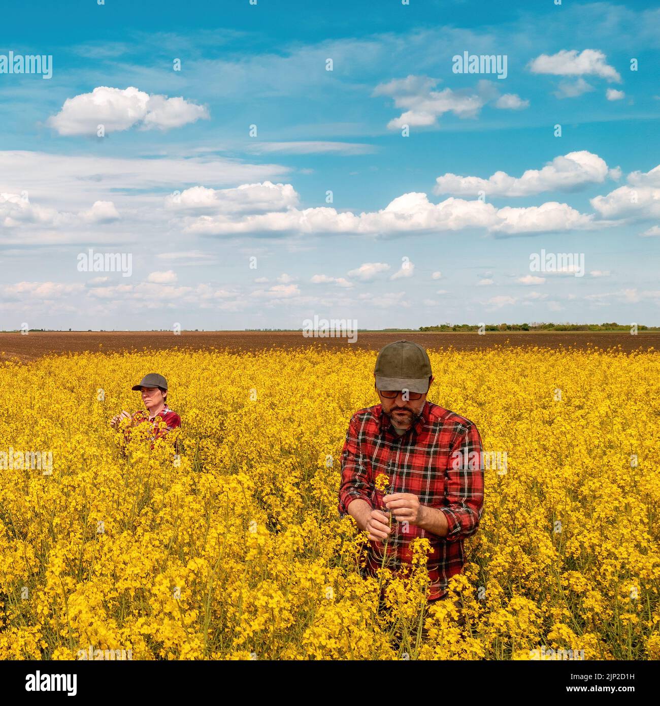 Vista de ángulo alto de dos trabajadores agrícolas examinando cultivos en campos de colza florecientes en un soleado día de primavera, con un agricultor macho y hembra parado en el cultivar Foto de stock