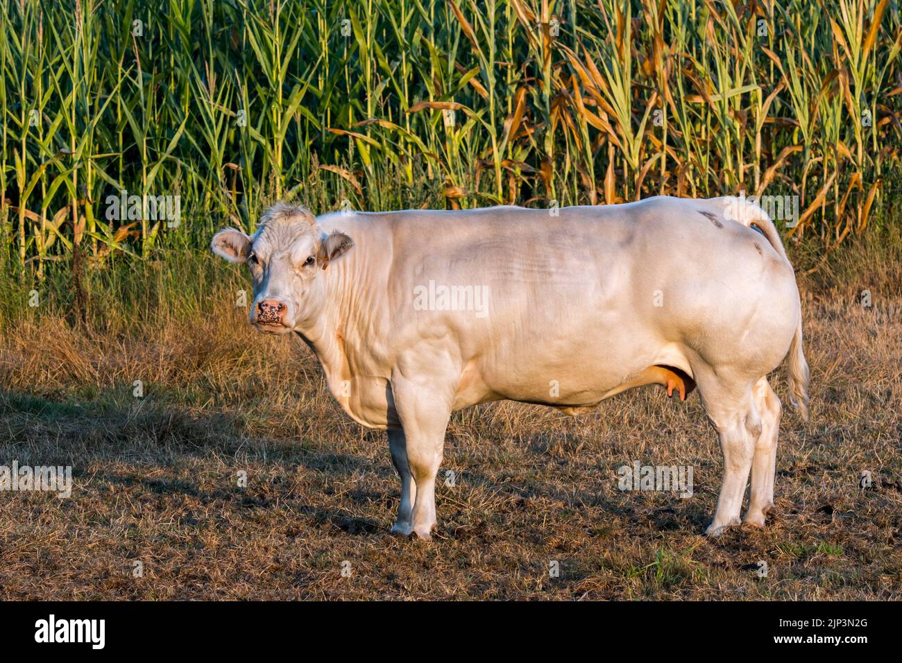 Vaca Charolais blanca, raza francesa de ganado vacuno taurino, en prado frente al campo de maíz / campo de maíz / campo de maíz en verano al amanecer Foto de stock