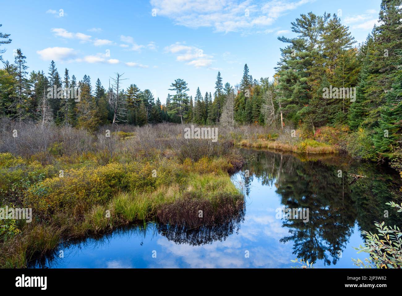 Humedal y un estanque en un bosque de pinos un día de otoño claro. Reflejo en las aguas tranquilas. Foto de stock