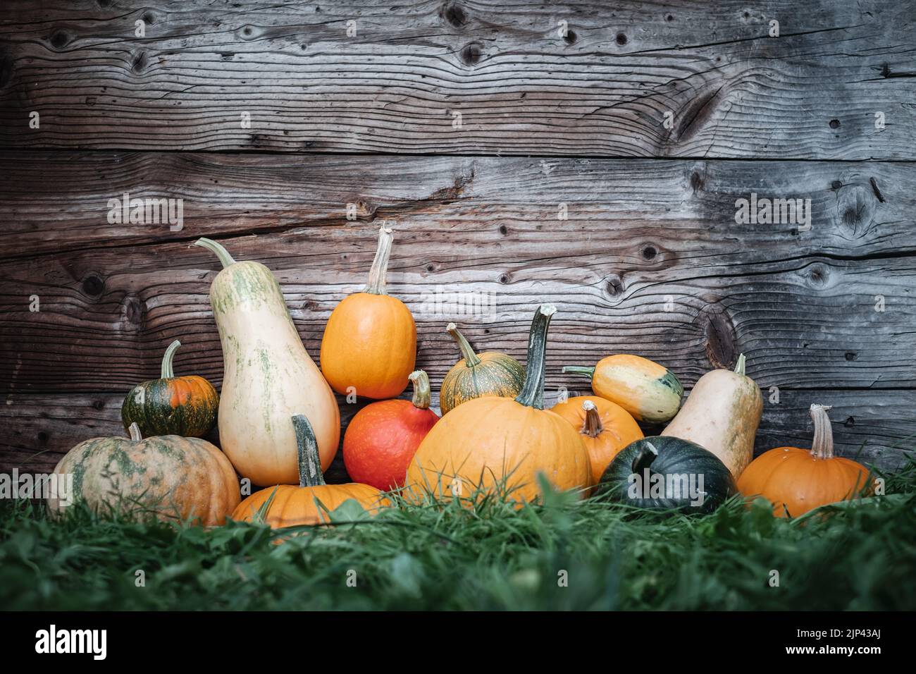Diferentes tipos de calabazas en otoño jardín hierba cerca de la antigua pared de madera. Fondo del día de fiesta de Halloween Foto de stock