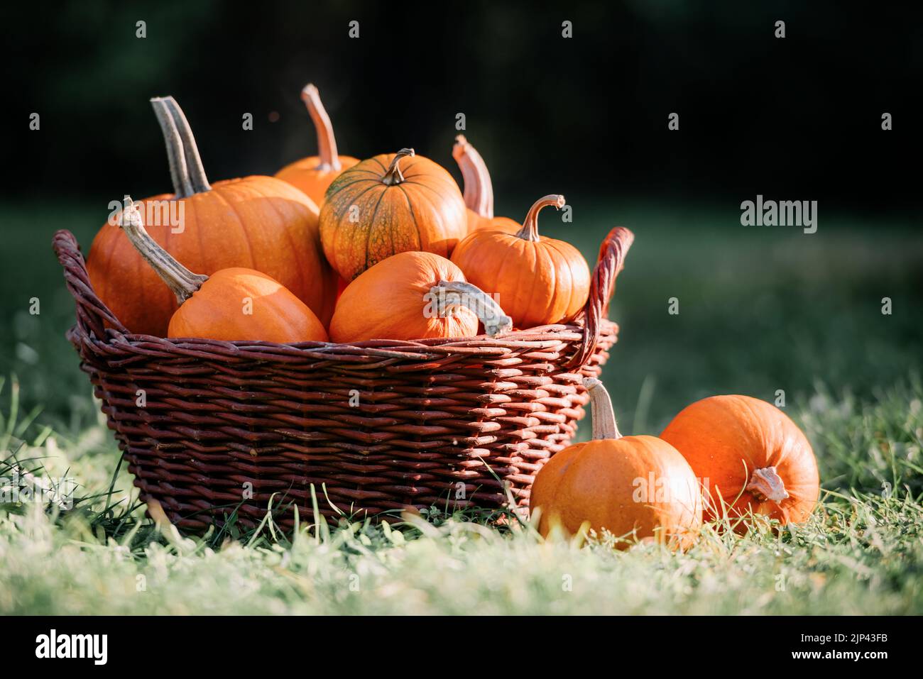 Diferentes tipos de calabazas en la cesta del jardín. Fiesta de Halloween y acción de gracias y cosecha de otoño de fondo Foto de stock
