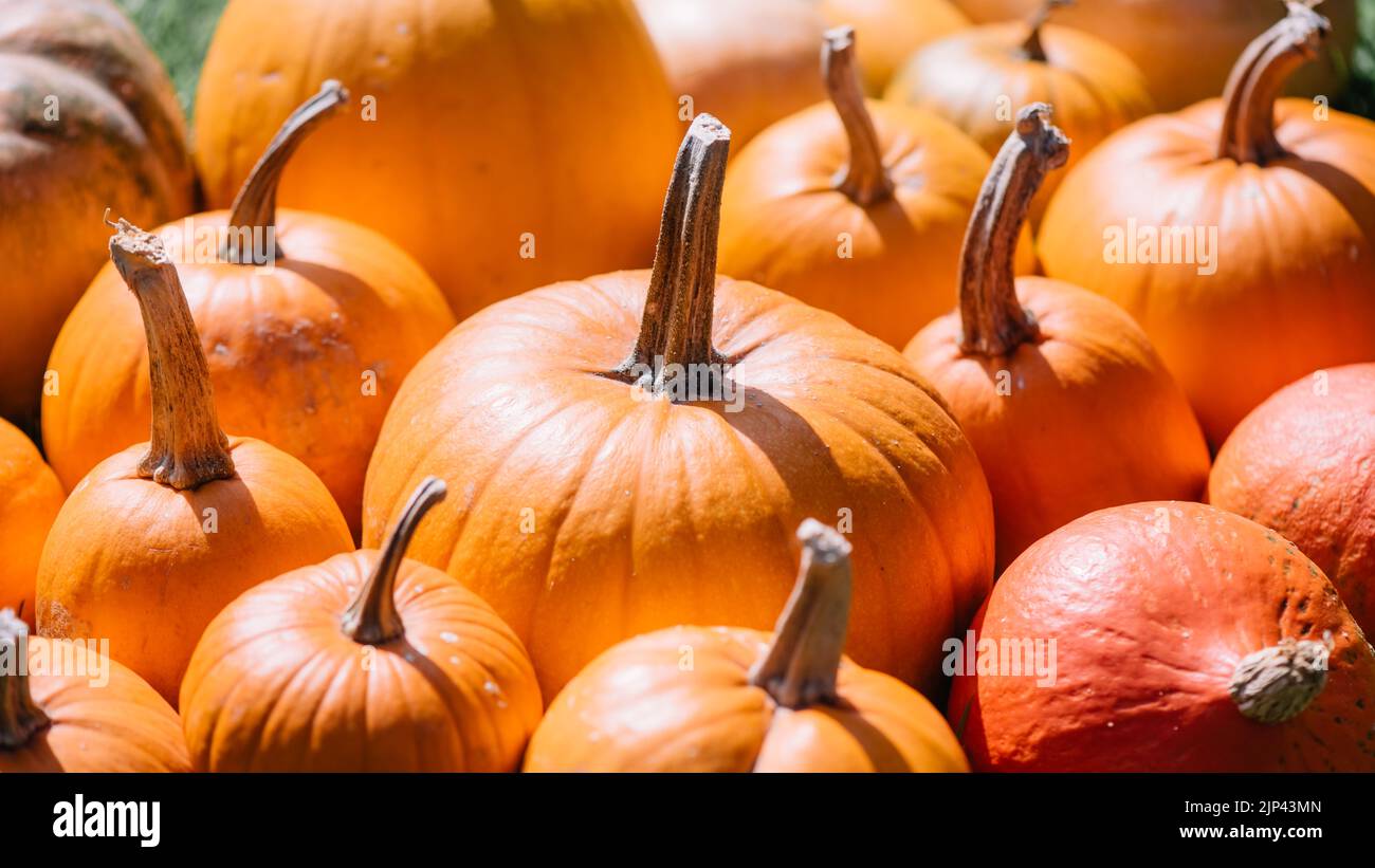 Diferentes tipos de calabazas de naranja primer plano. Fiesta de Halloween y otoño de fondo Foto de stock