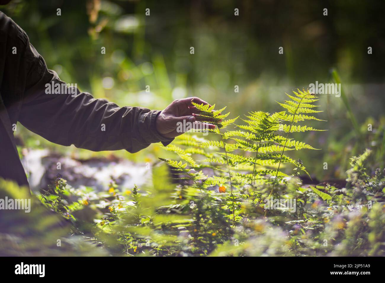 La mano de un hombre toca un helecho en el bosque. Cuidando el medio