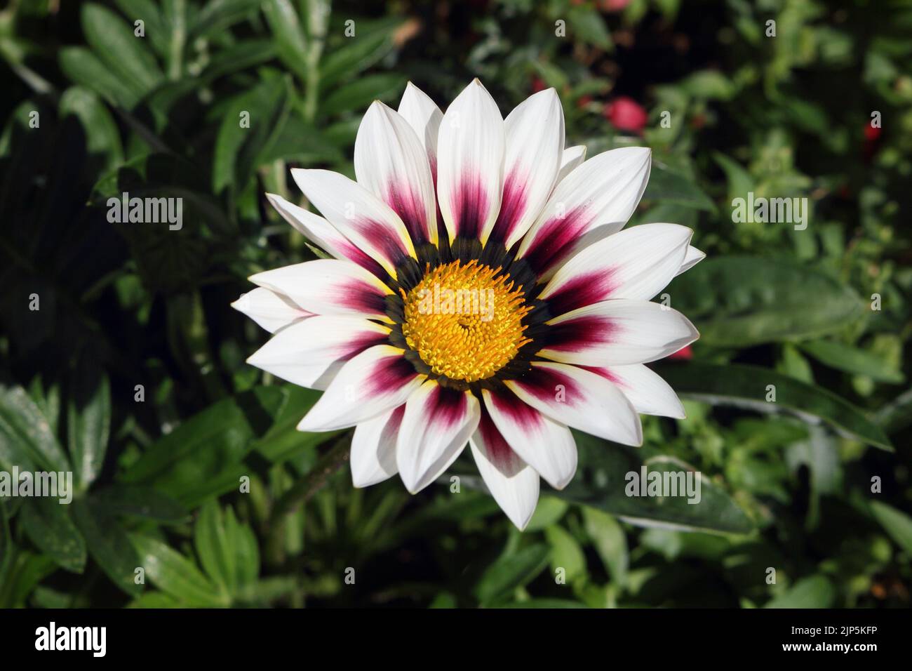 Flor de gazania de pétalos blancos en flor Foto de stock