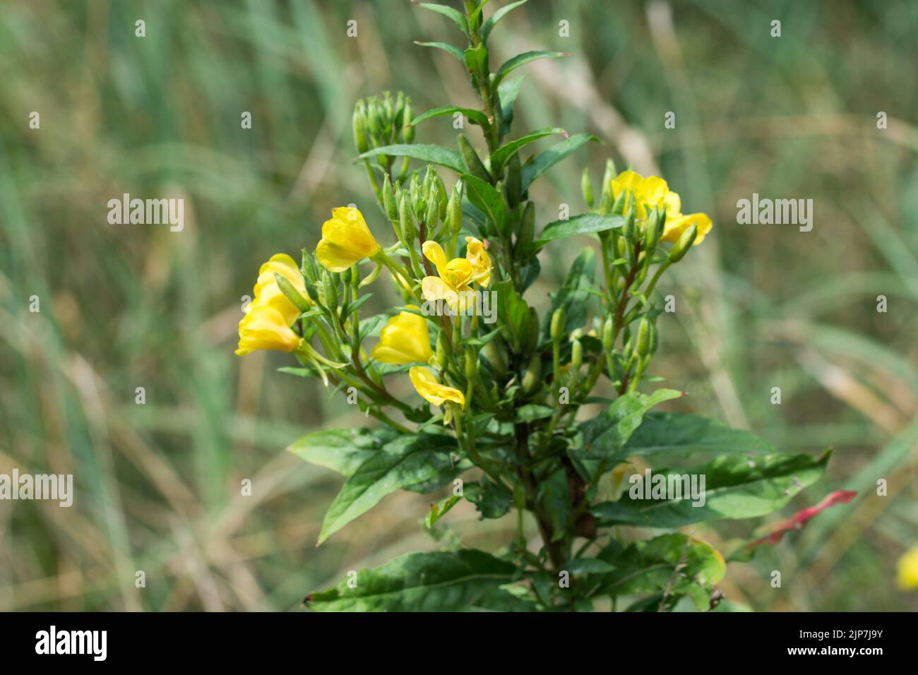Oenothera biennis, común tarde-onagra flores amarillas primer plano enfoque selectivo Foto de stock