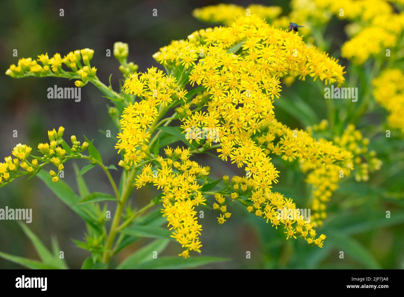 Solidago canadensis, Canadá goldenrod amarillo verano flores primer plano enfoque selectivo Foto de stock