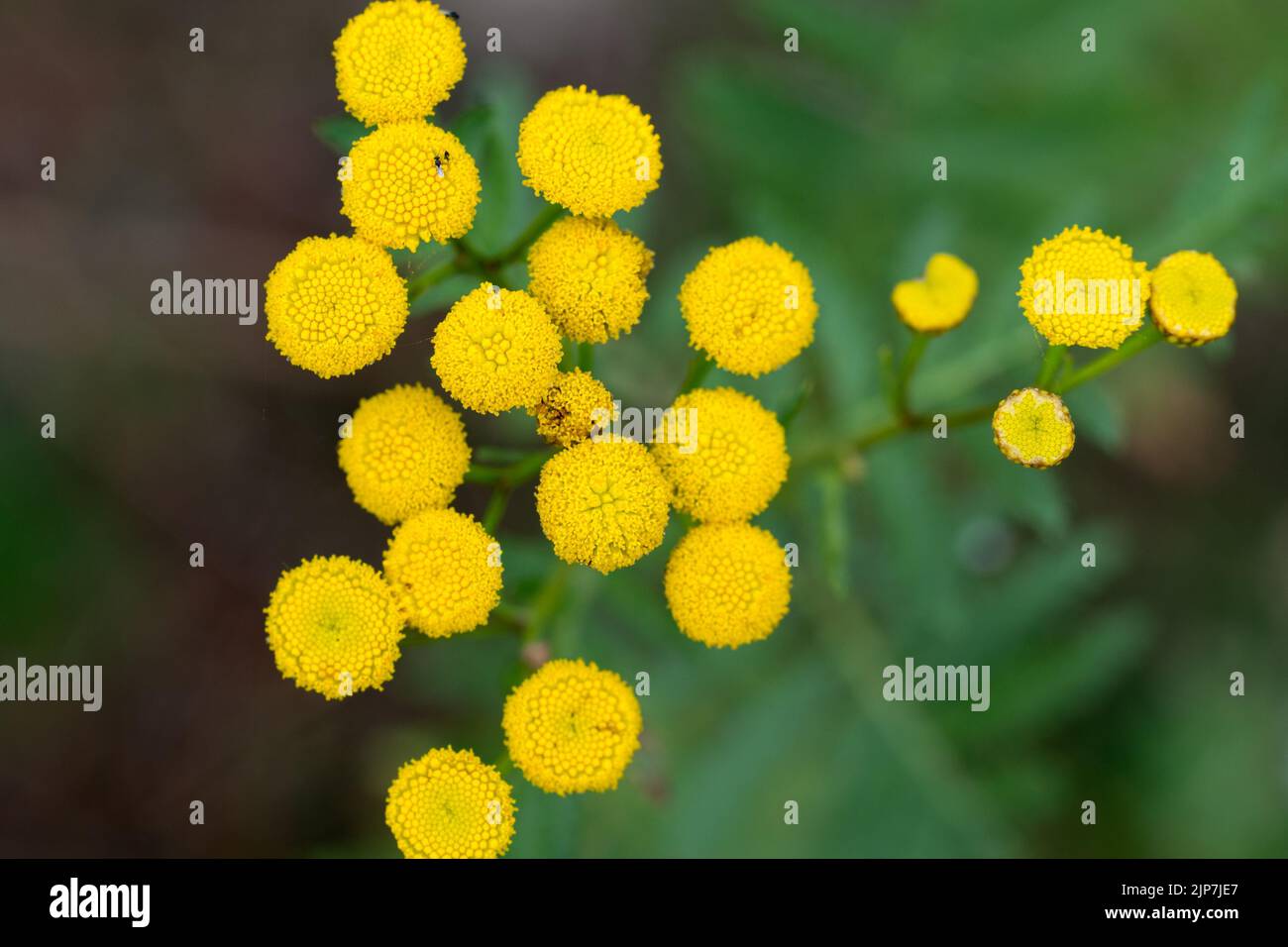 tansy, botones amargos, vaca verano amargo flores amarillas primer plano enfoque selectivo Foto de stock