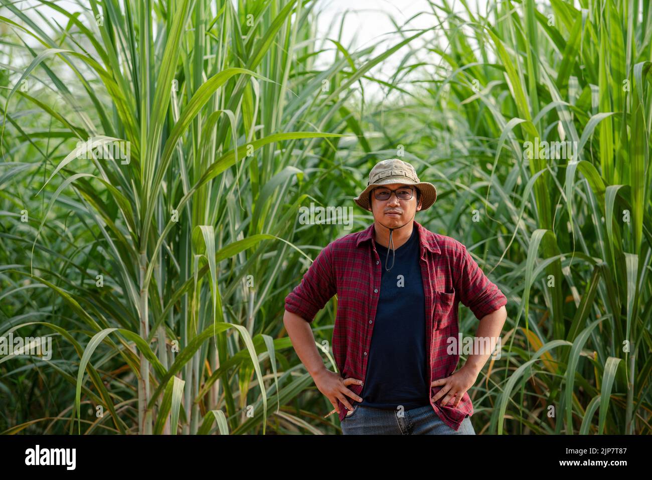 Retrato de la caña de azúcar de un joven productor tailandés en la plantación Foto de stock