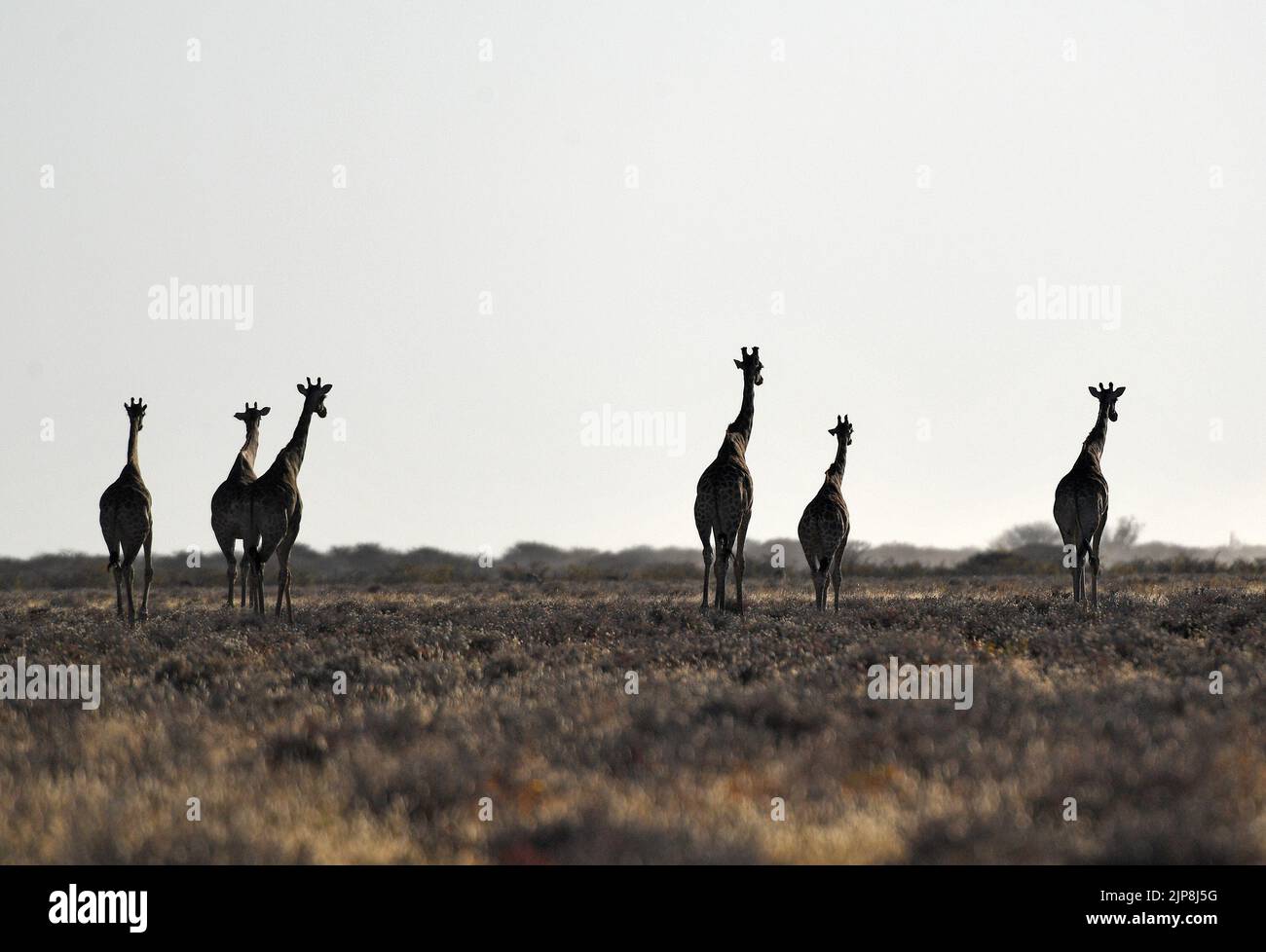 Windhoek. 14th de Ago de 2022. Jirafas deambulan en el Parque Nacional Etosha en Namibia, el 14 de agosto de 2022. Crédito: Chen Cheng/Xinhua/Alamy Live News Foto de stock