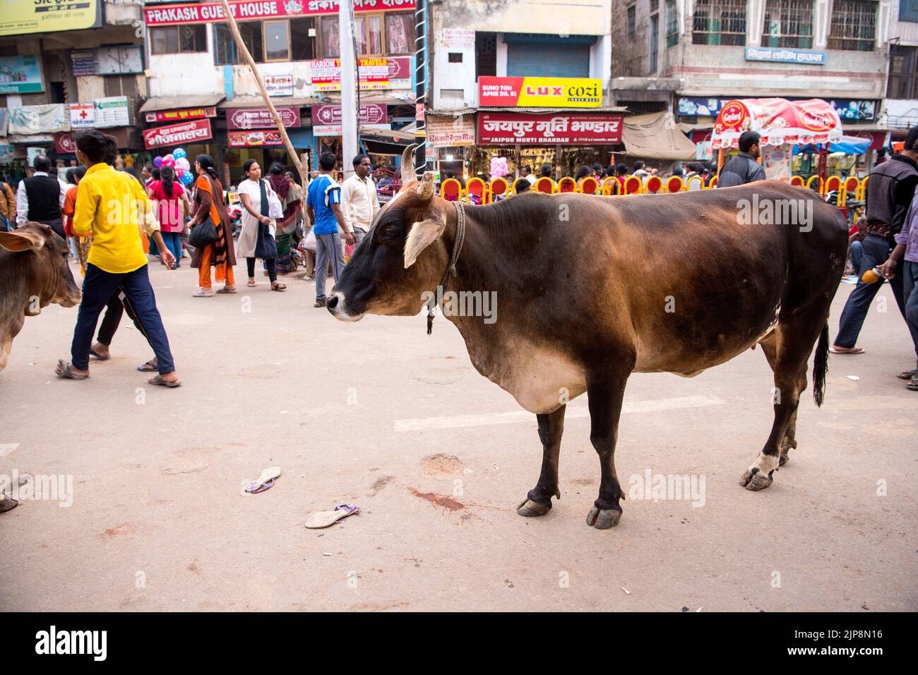 Vaca en la calle, Varanasi, Banaras, Benaras, Kashi, Uttar Pradesh, India Foto de stock