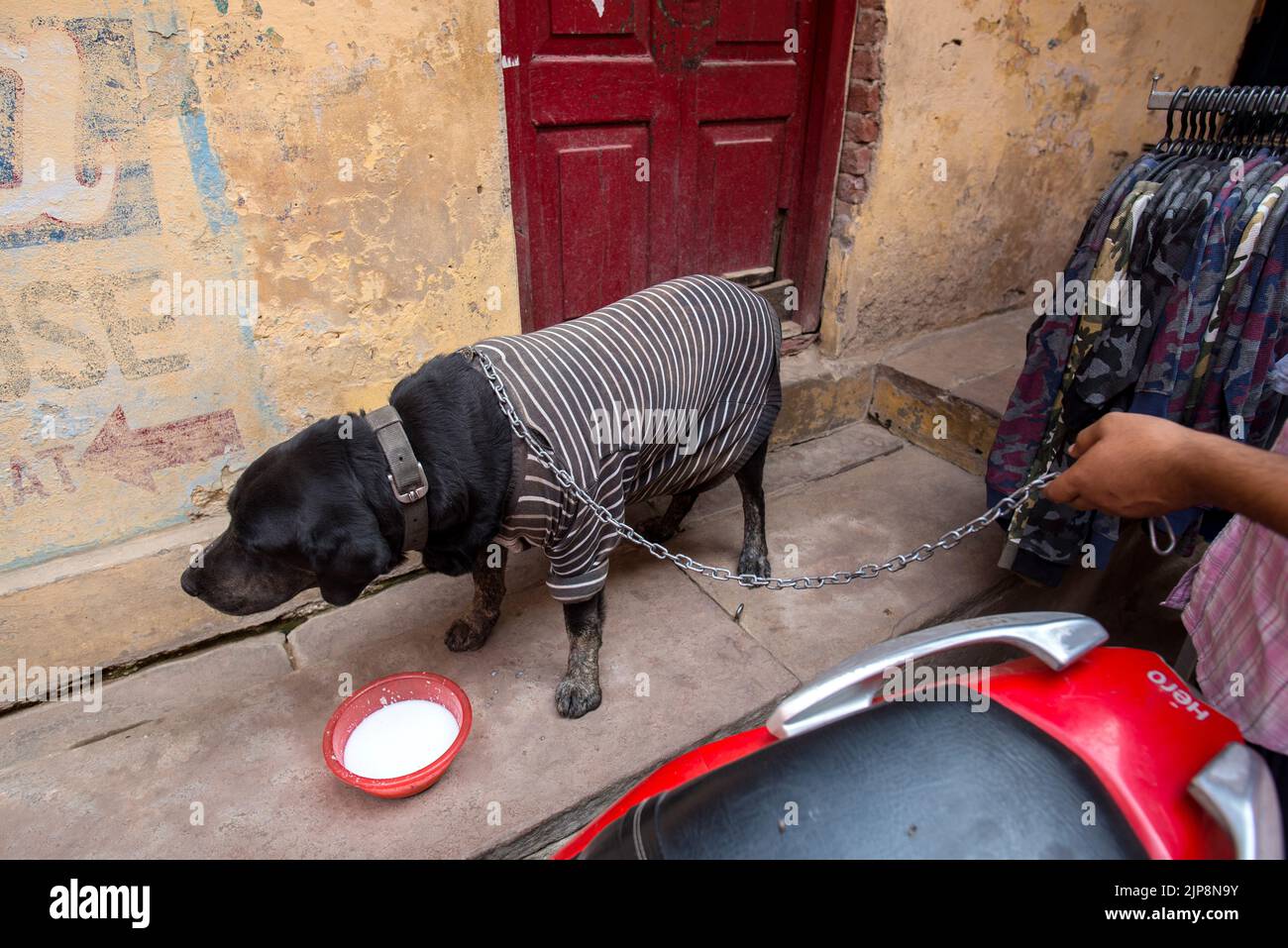 Labrador Retriever perro raza bebiendo leche, Varanasi, Banaras, Benaras, Kashi, Uttar Pradesh, India Foto de stock