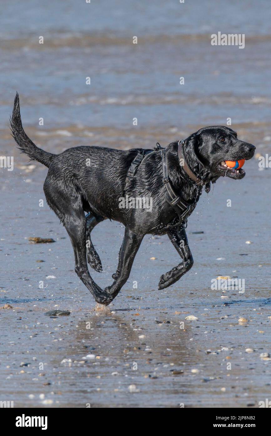 Un perro Labrador negro muy húmedo con una pelota en la boca corriendo en la playa de Fistral en Newquay en Cornwall en el Reino Unido. Foto de stock