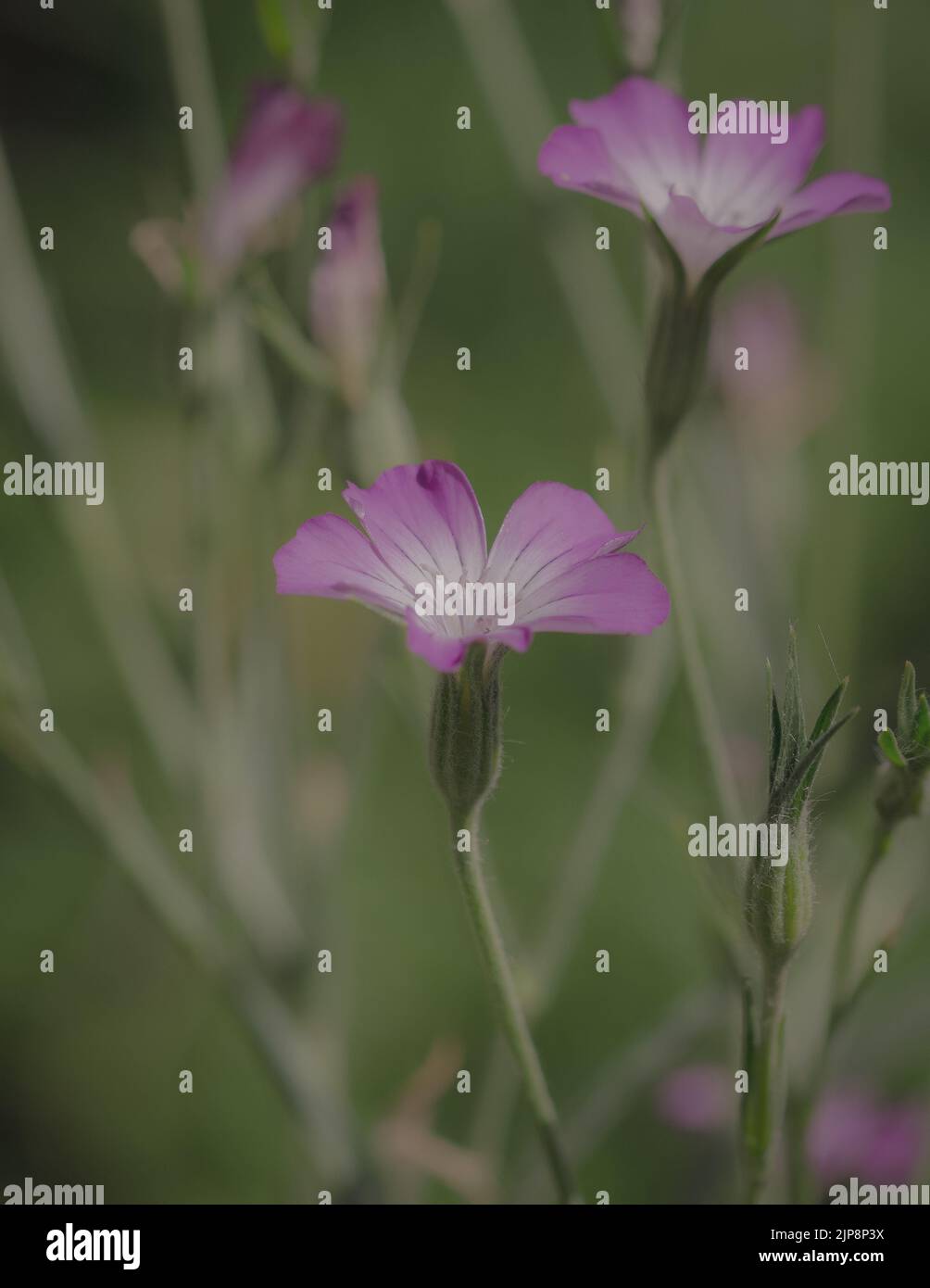 Flores de cachorro de maíz en un prado Foto de stock