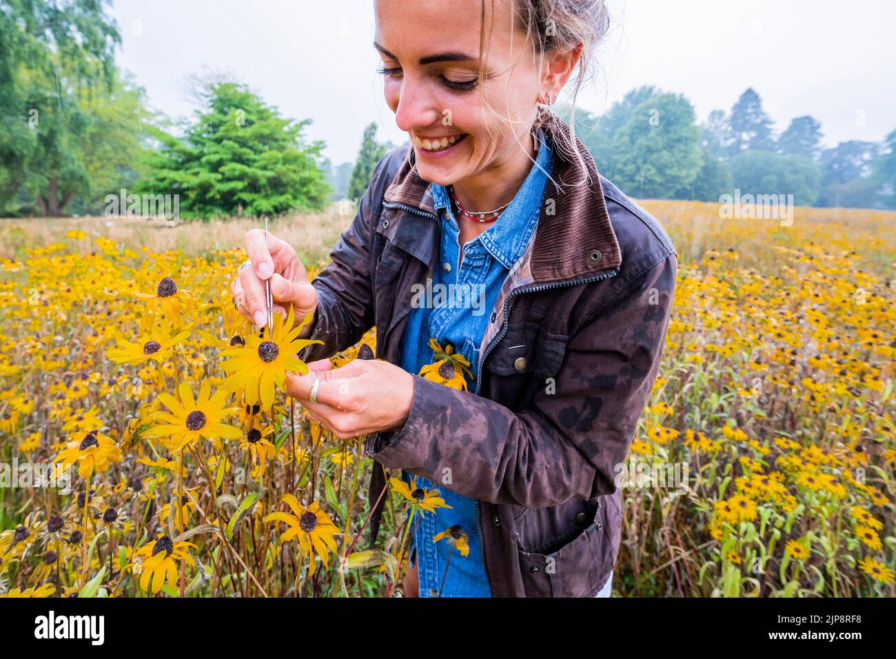 Sussex, Reino Unido. 16th de junio de 2022. Isabel Milligan, Un post graduado de la universidad de sussex examina la condición de las flores - la llegada de la lluvia es un alivio bienvenido después de que el reciente clima caliente y seco afectó gravemente a la Pradera Americana en el corazón del paisaje salvaje de Wakehurst - más de 50.000 plantas fueron plantadas a mano por un Equipo de 20 horticultores y la pradera se presentará en el episodio 5 de la nueva serie de Canal 5 Kew Gardens: A Year in Bloom (en el aire el 23 de agosto). Crédito: Guy Bell/Alamy Live News Foto de stock