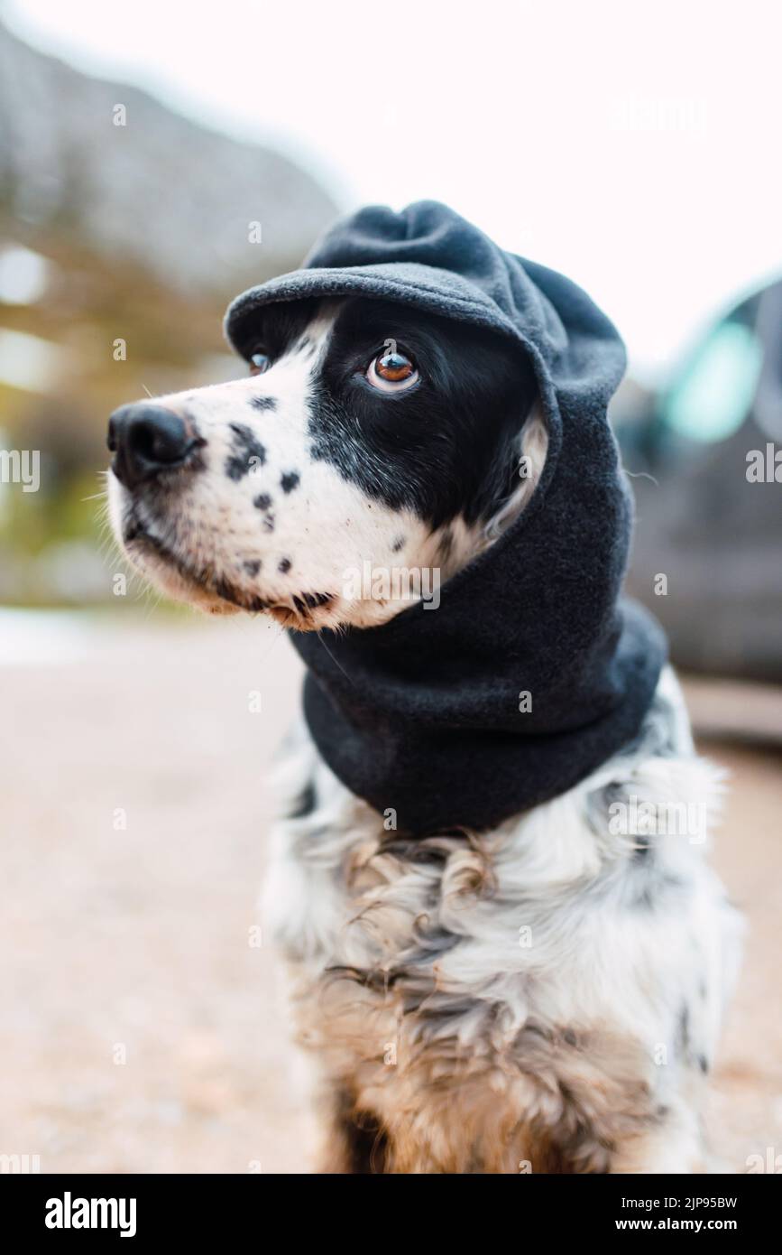 Ropa para perros e imágenes de alta resolución Alamy
