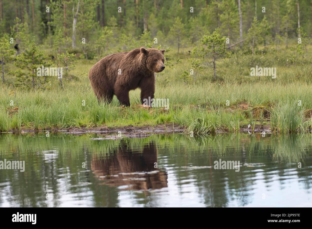 Oso pardo (Ursus arctos) reflejado en un estanque boscoso en el bosque boreal o taiga de Finlandia Foto de stock